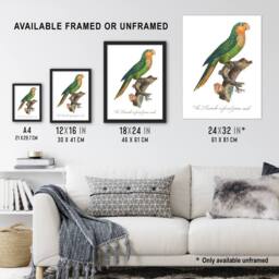 "Artery8 The Yellow Headed Amazon Parrot Levaillant Wall Art Poster Print in White - Size: W12"" x H16""" - thumbnail 3