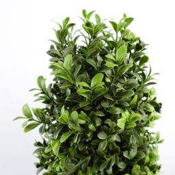 Leaf Artificial 120cm Pair of Spiral Buxus Tree UV Resistant Outdoor in Green - thumbnail 2