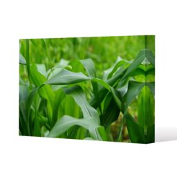 Benjamin Tate Design Green Leaves corn fields as background (Canvas Print) / 77 x 51 x 4cm in Natural - Size: 77 x 51 x 4 cm - thumbnail 1