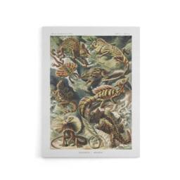 "Artery8 Lacertilia Reptile Lizard Species Haeckel Canvas Wall Art - Size: W18"" x H24""" - thumbnail 1