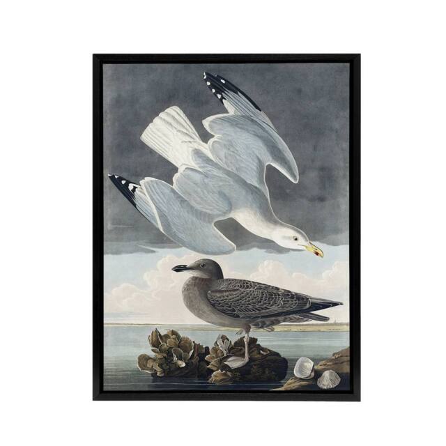 "Artery8 Birds of America Herring Gull Audubon Nature Black Framed Canvas Art in Grey - Size: W12"" x H16""" - image 1