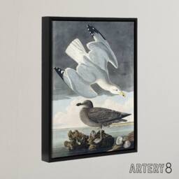 "Artery8 Birds of America Herring Gull Audubon Nature Black Framed Canvas Art in Grey - Size: W12"" x H16""" - thumbnail 2