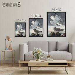 "Artery8 Birds of America Herring Gull Audubon Nature Black Framed Canvas Art in Grey - Size: W12"" x H16""" - thumbnail 4