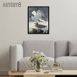 "Artery8 Birds of America Herring Gull Audubon Nature Black Framed Canvas Art in Grey - Size: W12"" x H16""" - thumbnail 3