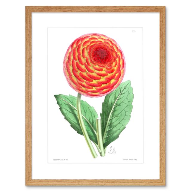"Artery8 Wall Art Print Flower Red Orange Dahlia Art Framed 9x7 inch in Beige - Size: W7"" x H9""" - image 1