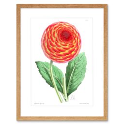 "Artery8 Wall Art Print Flower Red Orange Dahlia Art Framed 9x7 inch in Beige - Size: W7"" x H9""" - thumbnail 1