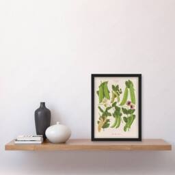 Artery8 Ernst Benary Sugar Peas Varieties Vintage Botanical Framed Art Print in White - Size: A4 - thumbnail 2