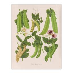 Artery8 Ernst Benary Sugar Peas Varieties Vintage Botanical Framed Art Print in White - Size: A4 - thumbnail 3