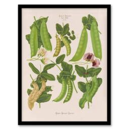 Artery8 Ernst Benary Sugar Peas Varieties Vintage Botanical Framed Art Print in White - Size: A4 - thumbnail 1