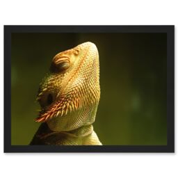 Artery8 Bearded Dragon Reptile Sunbathing A4 Artwork Framed Wall Art Print in Black - thumbnail 1