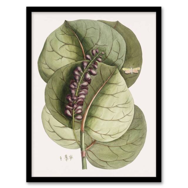 "Artery8 Mangrove Grape Tree Vintage Botanical Catesby Framed Wall Art Print in Green - Size: W12"" x H16""" - image 1