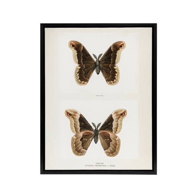 "Artery8 Promethea Silkmoth Male Sherman Denton Framed Canvas Wall Art Print in White - Size: W12"" x H16""" - image 1