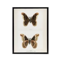 "Artery8 Promethea Silkmoth Male Sherman Denton Framed Canvas Wall Art Print in White - Size: W12"" x H16""" - thumbnail 1