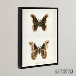 "Artery8 Promethea Silkmoth Male Sherman Denton Framed Canvas Wall Art Print in White - Size: W12"" x H16""" - thumbnail 2