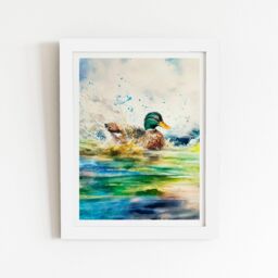 "Warren Reed - Designer Splashing Mallard Watercolour Framed Art Print in White - Size: W24"" x H36""" - thumbnail 1