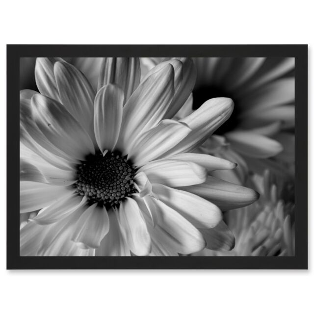 Artery8 Black White Daisy Flower Petals A4 Artwork Framed Wall Art Print - image 1
