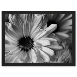Artery8 Black White Daisy Flower Petals A4 Artwork Framed Wall Art Print - thumbnail 1