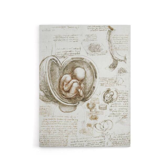 "Artery8 Studies of the Foetus in the Womb da Vinci Canvas Wall Art in Beige - Size: W18"" x H24""" - image 1