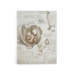 "Artery8 Studies of the Foetus in the Womb da Vinci Canvas Wall Art in Beige - Size: W18"" x H24""" - thumbnail 1