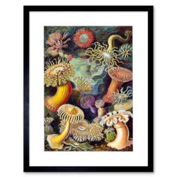 "Artery8 Haeckel Anemone Sea Life Artwork Home Decor 12x16"" Framed Art Print - Size: W12"" x H16""" - thumbnail 1