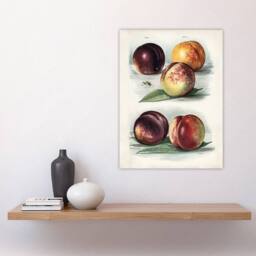 "Artery8 Vintage Fruit Illustration Peach Varieties Wright Wall Art Print in White - Size: W12"" x H16""" - thumbnail 4