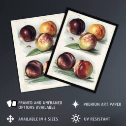 "Artery8 Vintage Fruit Illustration Peach Varieties Wright Wall Art Print in White - Size: W12"" x H16""" - thumbnail 2