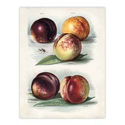 "Artery8 Vintage Fruit Illustration Peach Varieties Wright Wall Art Print in White - Size: W12"" x H16""" - thumbnail 1