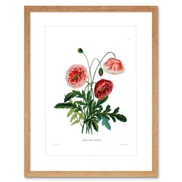 "Artery8 Wall Art Print Flower Poppy Coquelicot Double Art Framed 9x7 inch in Beige - Size: W7"" x H9""" - image 1
