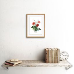 "Artery8 Wall Art Print Flower Poppy Coquelicot Double Art Framed 9x7 inch in Beige - Size: W7"" x H9""" - thumbnail 2