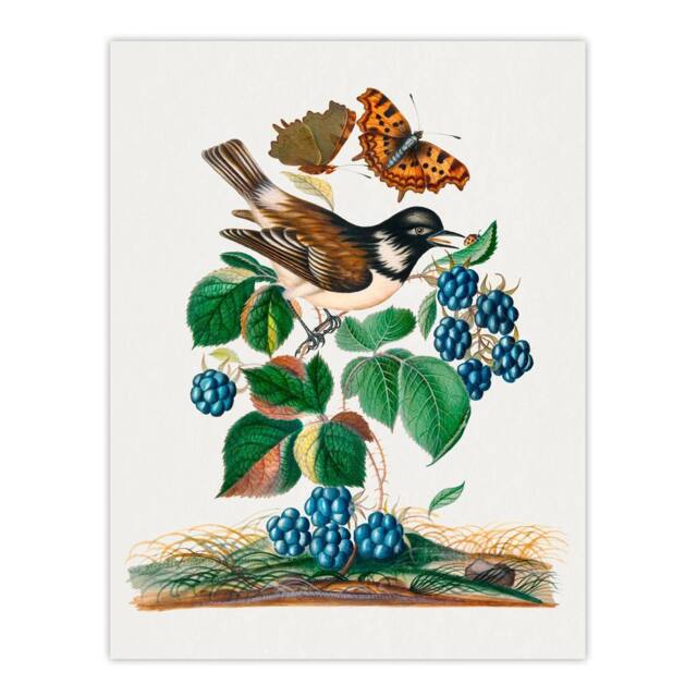 "Artery8 Bramble Rubus Starling & Butterflies Bolton Wall Art Poster Print - Size: W12"" x H16""" - image 1