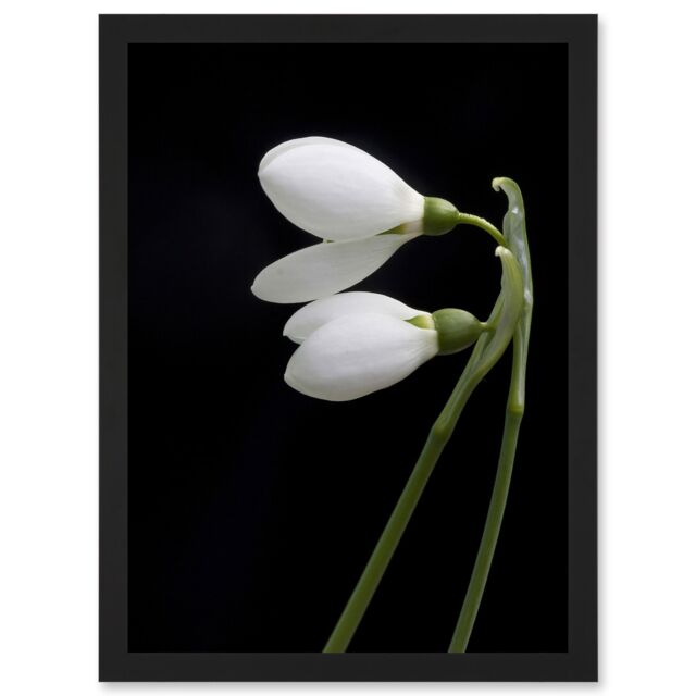 Artery8 Snowdrops Spring Flowers Bloom White Black A4 Artwork Framed Wall Art Print - image 1