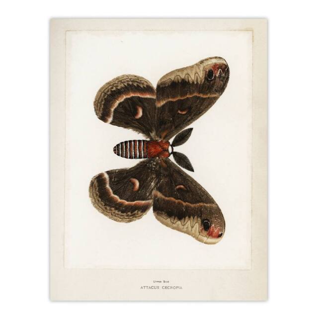 "Artery8 Cecropia Moth Vintage Illustration Denton Wall Art Poster Print in White - Size: W12"" x H16""" - image 1