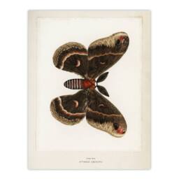 "Artery8 Cecropia Moth Vintage Illustration Denton Wall Art Poster Print in White - Size: W12"" x H16""" - thumbnail 1