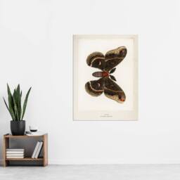 "Artery8 Cecropia Moth Vintage Illustration Denton Wall Art Poster Print in White - Size: W12"" x H16""" - thumbnail 4
