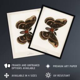 "Artery8 Cecropia Moth Vintage Illustration Denton Wall Art Poster Print in White - Size: W12"" x H16""" - thumbnail 2