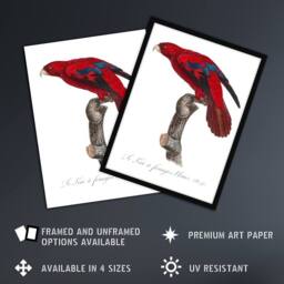 "Artery8 The Blue Fringed Red Lori Parrot Levaillant Wall Art Poster Print in White - Size: W12"" x H16""" - thumbnail 2