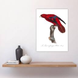 "Artery8 The Blue Fringed Red Lori Parrot Levaillant Wall Art Poster Print in White - Size: W12"" x H16""" - thumbnail 4
