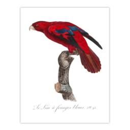"Artery8 The Blue Fringed Red Lori Parrot Levaillant Wall Art Poster Print in White - Size: W12"" x H16""" - thumbnail 1