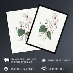 Artery8 Cyclamen Floral Illustration Redoute Vintage Framed Wall Art Print in White - Size: A4 - thumbnail 2