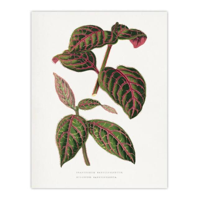 "Artery8 AF Lydon B Fawcett Eranthemum Sanguinolentum Leaves Wall Art Print in White - Size: W12"" x H16""" - image 1