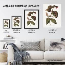 "Artery8 AF Lydon B Fawcett Eranthemum Sanguinolentum Leaves Wall Art Print in White - Size: W12"" x H16""" - thumbnail 3