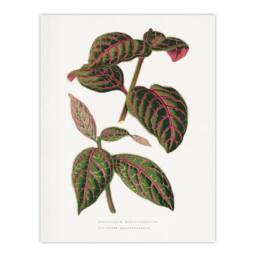 "Artery8 AF Lydon B Fawcett Eranthemum Sanguinolentum Leaves Wall Art Print in White - Size: W12"" x H16""" - thumbnail 1