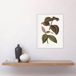 "Artery8 AF Lydon B Fawcett Eranthemum Sanguinolentum Leaves Wall Art Print in White - Size: W12"" x H16""" - thumbnail 4