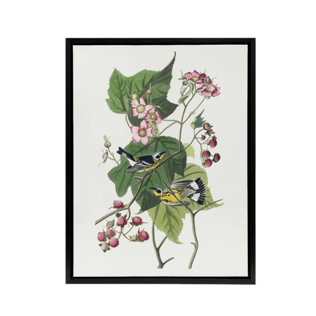 "Artery8 Black & Yellow Warblers Audubon Nature Black Framed Canvas Wall Art in White - Size: W12"" x H16""" - image 1