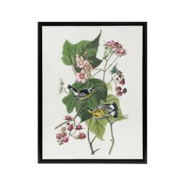 "Artery8 Black & Yellow Warblers Audubon Nature Black Framed Canvas Wall Art in White - Size: W12"" x H16""" - thumbnail 1