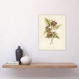 "Artery8 Vintage Botanical Boxelder Maple Leaves Fawcett Wall Art Poster Print in Beige - Size: W12"" x H16""" - thumbnail 4