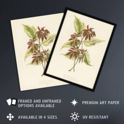 "Artery8 Vintage Botanical Boxelder Maple Leaves Fawcett Wall Art Poster Print in Beige - Size: W12"" x H16""" - thumbnail 2