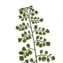 Hill Interiors The Natural Garden Collection Maidenhair Fern Artificial Flower in Green - thumbnail 4