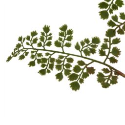 Hill Interiors The Natural Garden Collection Maidenhair Fern Artificial Flower in Green - thumbnail 2