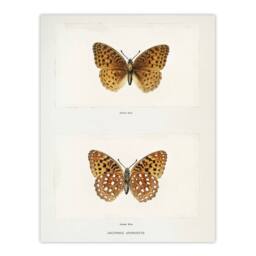 "Artery8 Aphrodite Fritillary Butterfly Denton Wall Art Poster Print in White - Size: W12"" x H16""" - thumbnail 1